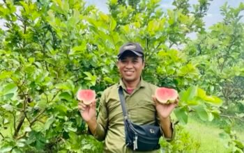 Wisata Baru Ngasem Bojonegoro: Petik Jambu Kristal Merah