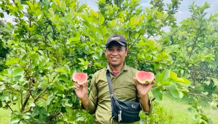Wisata Baru Ngasem Bojonegoro: Petik Jambu Kristal Merah