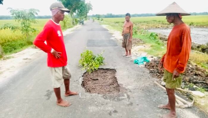 Rp 2 Miliar Jalan Desa Ngampal Bojonegoro Jadi Kubangan, Warga Menjerit