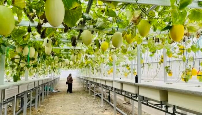 Surgantara Farm: Agrowisata Melon Premium di Balen Bojonegoro