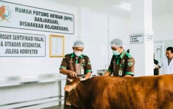 Pemkab Bojonegoro Optimalisasi Tiga Rumah Potong Hewan