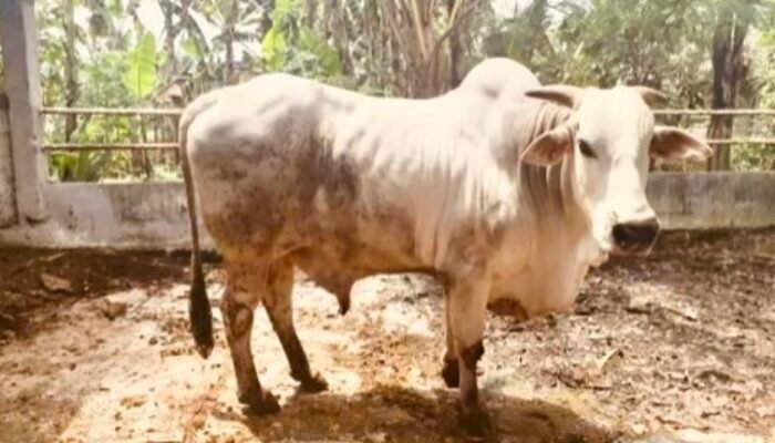 Jaga Kemurnian Sapi PO, Bojonegoro Perketat SKLB