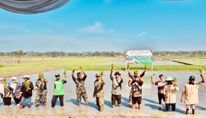 Antisipasi EL Nino, Bojonegoro Geber Tanam Padi Bareng jatim