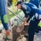Dinsos Bojonegoro Hijaukan Makam Tokoh Kanjeng Soemantri