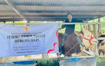 Tembus 1 Ton, Ini Sapi Kurban Presiden Prabowo di Bojonegoro