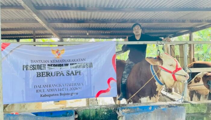 Tembus 1 Ton, Ini Sapi Kurban Presiden Prabowo di Bojonegoro