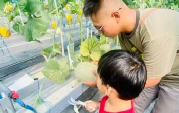 Icip Gratis Sepuasnya! Manisnya Melon Hidroponik El Farm Bojonegoro