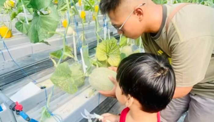 Icip Gratis Sepuasnya! Manisnya Melon Hidroponik El Farm Bojonegoro