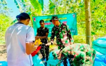 Perkuat Ketahanan Pangan, Prajurit Yonif TP 885/Belibis Putih Bantu Petani Bojonegoro Panen Jagung