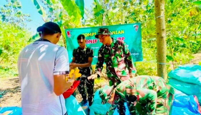 Perkuat Ketahanan Pangan, Prajurit Yonif TP 885/Belibis Putih Bantu Petani Bojonegoro Panen Jagung