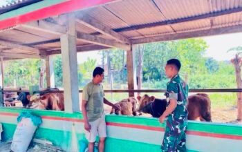 Yonif TP 885/Belibis Putih Edukasi Personel Lewat Budidaya Sapi