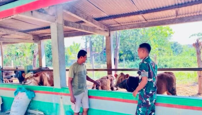 Yonif TP 885/Belibis Putih Edukasi Personel Lewat Budidaya Sapi
