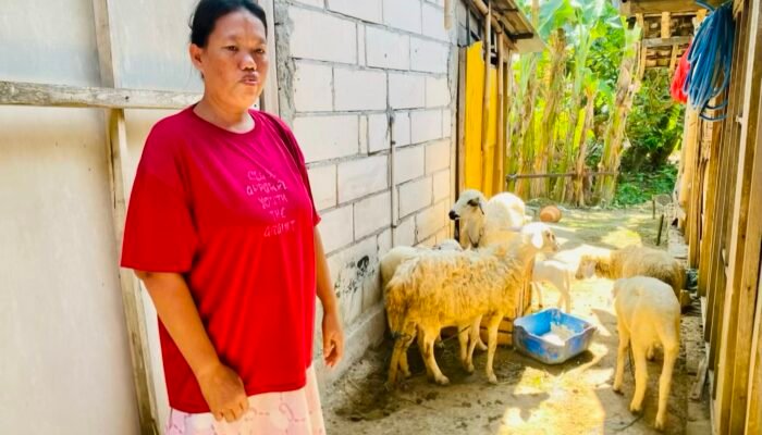 Bantuan Domba Pemkab Bojonegoro Dongkrak Ekonomi Warga
