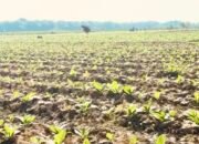 Pemkab Bojonegoro Salurkan 526 Ton Pupuk NPK ke Petani Tembakau