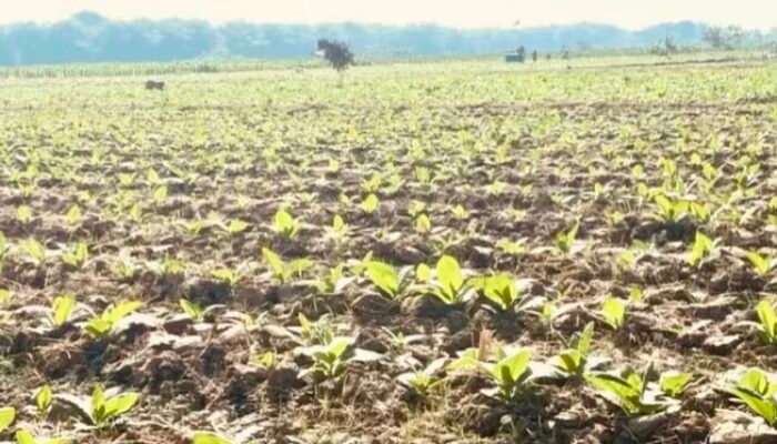 Pemkab Bojonegoro Salurkan 526 Ton Pupuk NPK ke Petani Tembakau