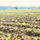 Pemkab Bojonegoro Salurkan 526 Ton Pupuk NPK ke Petani Tembakau