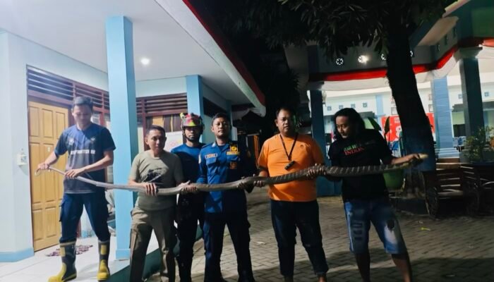 Geger King Kobra 4 Meter Masuk Rumah Warga di Bojonegoro