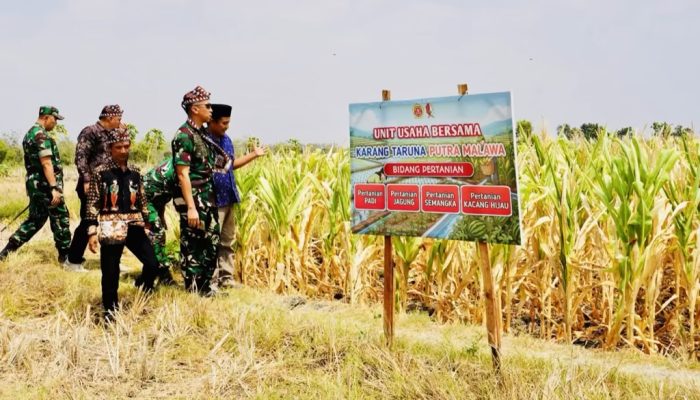 Prajurit TNI Bojonegoro Turun Sawah Bantu Panen Jagung