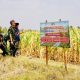 Prajurit TNI Bojonegoro Turun Sawah Bantu Panen Jagung