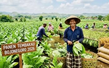 Tanam Tembakau di Bojonegoro Melonjak Hingga 15 Ribu Hektare, Harga Jual Bikin Petani Senang