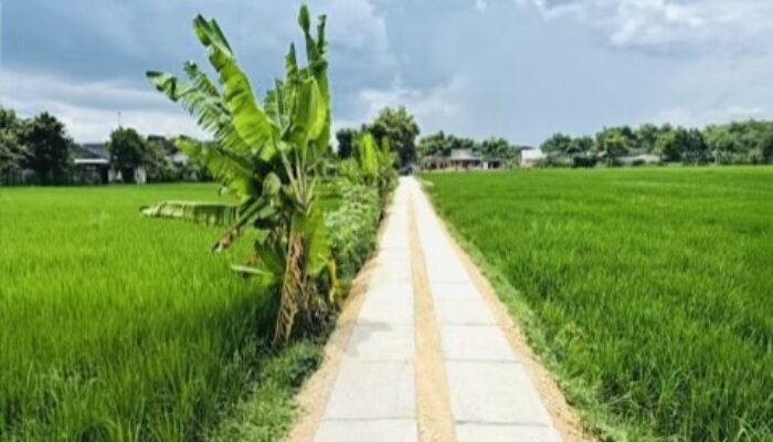 Bojonegoro Genjot Pembangunan 27,5 Km JUT Kelancaran Akses Petani