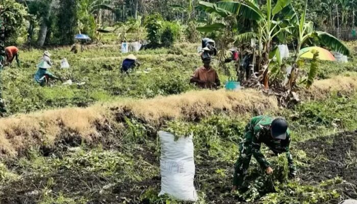 Prajurit Yonif TP 885/Belibis Putih Bantu Petani Bojonegoro Panen Kacang