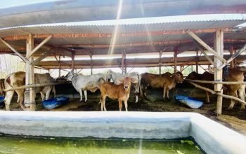 Potret Kemitraan Sukses Peternak Sapi SPR Mega Jaya Bojonegoro
