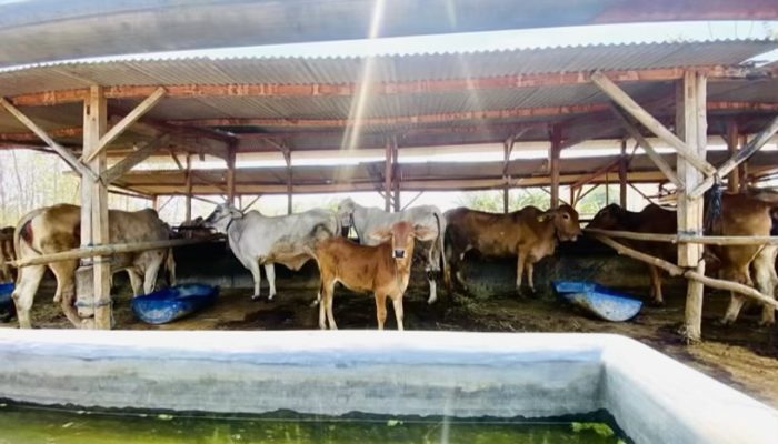 Potret Kemitraan Sukses Peternak Sapi SPR Mega Jaya Bojonegoro