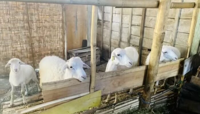 Kisah Sali, Warga Bojonegoro yang Sukses Kembangkan Domba Kesejahteraan