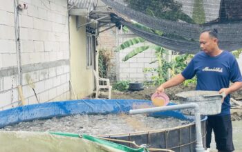 Kisah Sukses Lele Kolega Bojonegoro Ubah Ekonomi Keluarga
