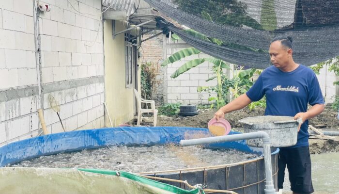 Kisah Sukses Lele Kolega Bojonegoro Ubah Ekonomi Keluarga